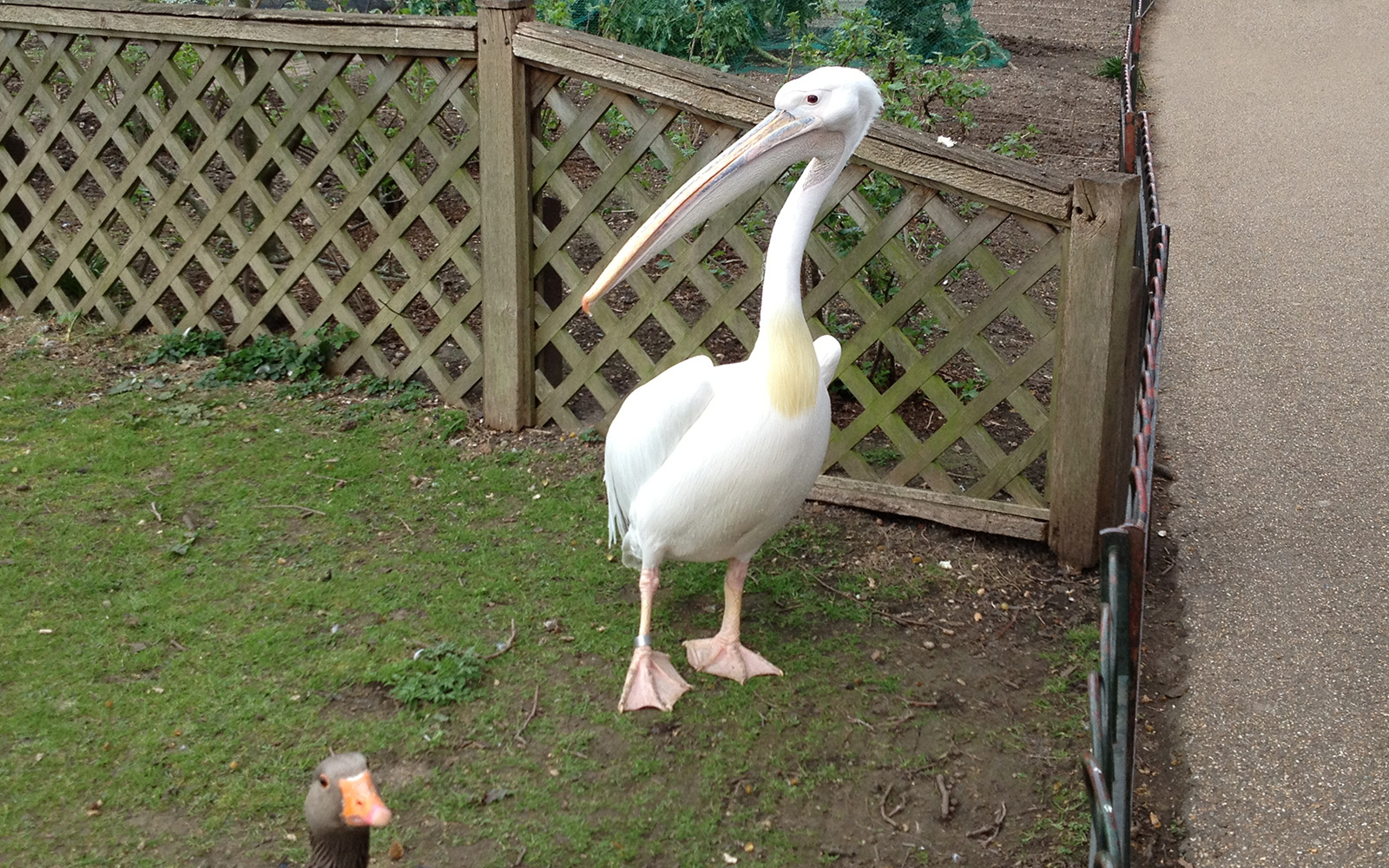 St Jame's Park. Pelican. March 2015