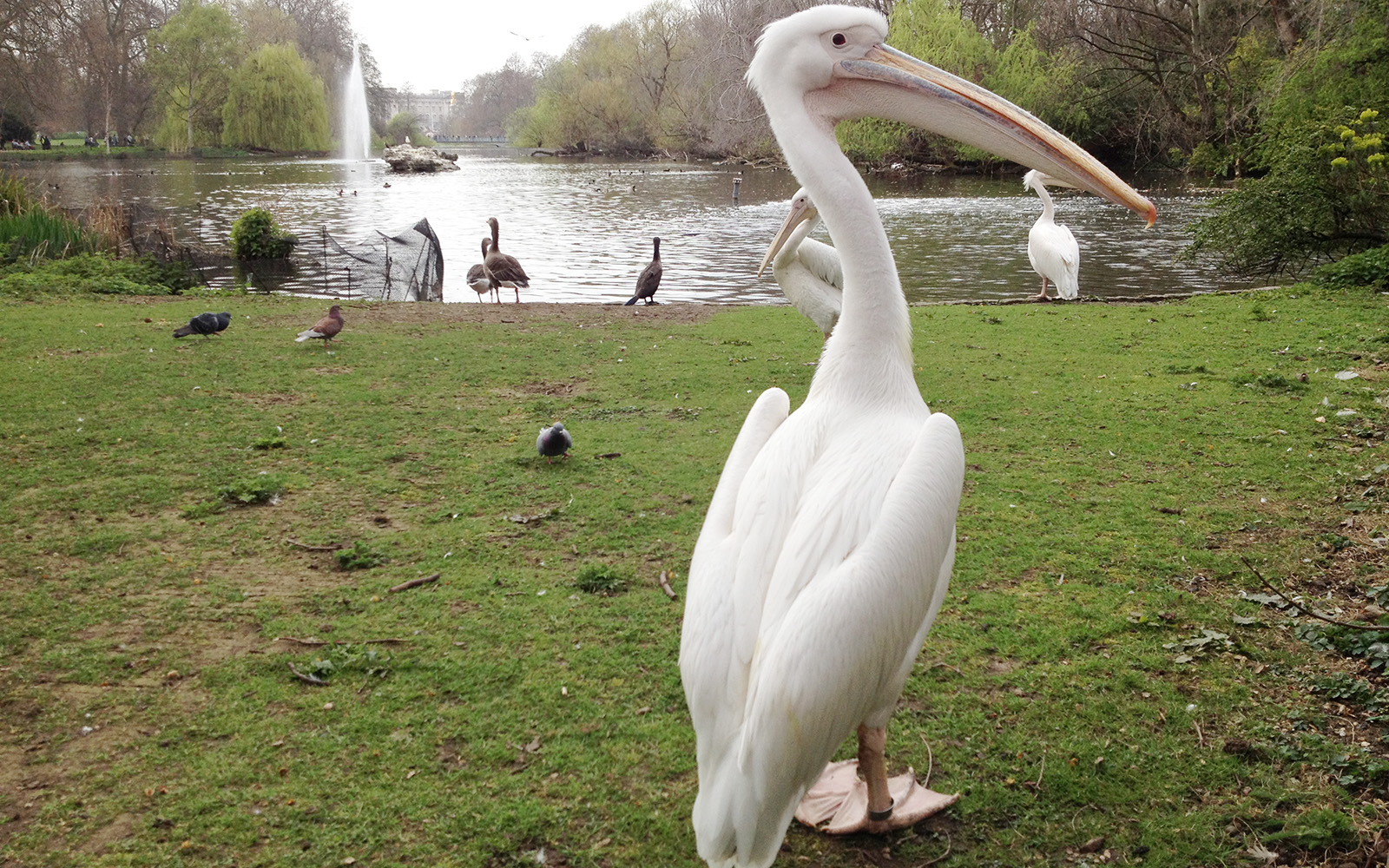 St Jame's Park. Pelican. March 2015