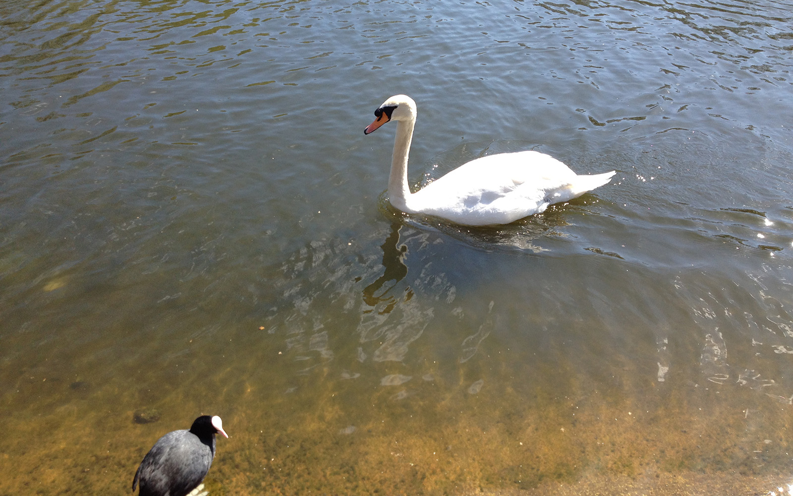 St Jame's Park. Swan. April 2015