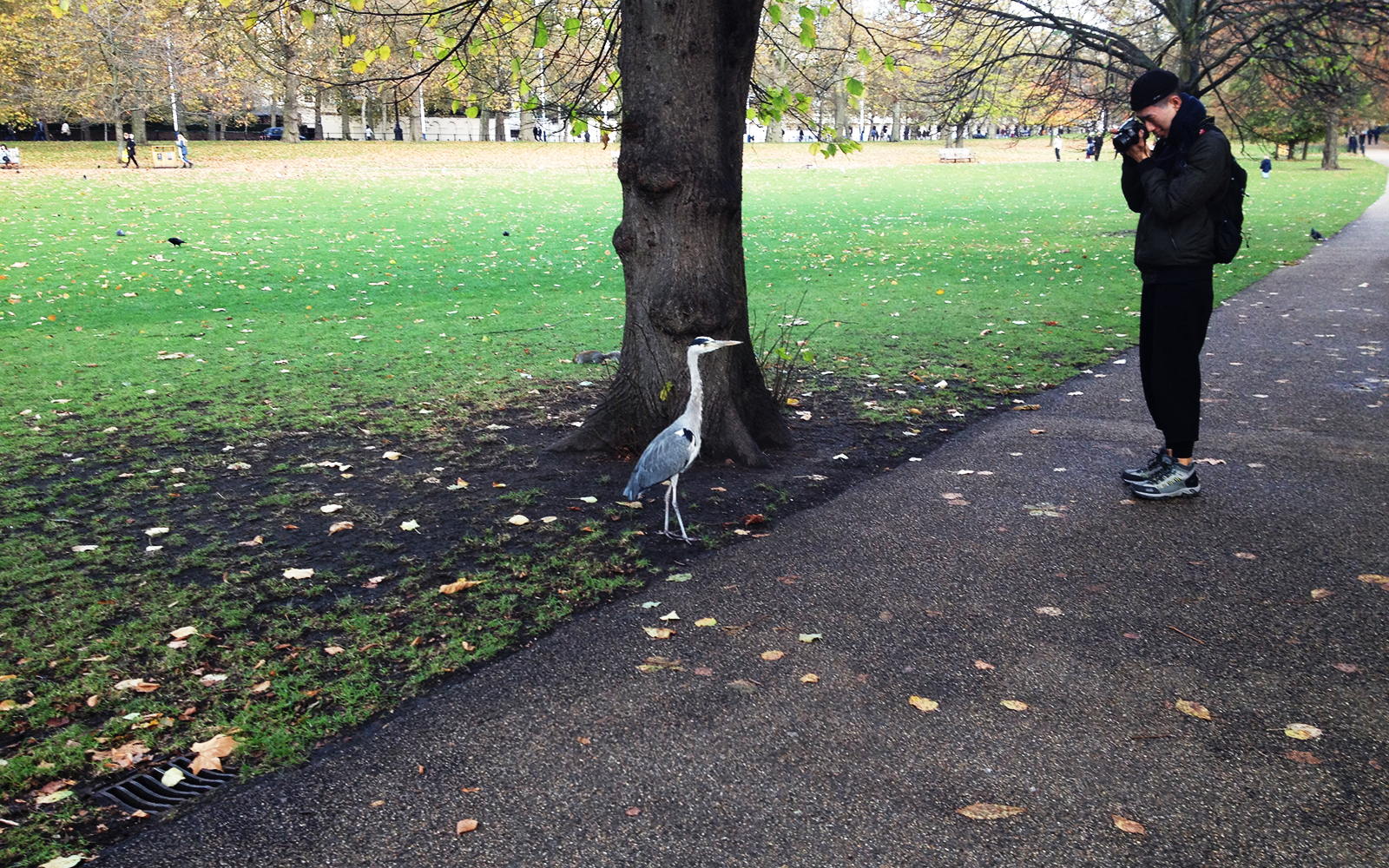A Model, 10 November 2016. St James's