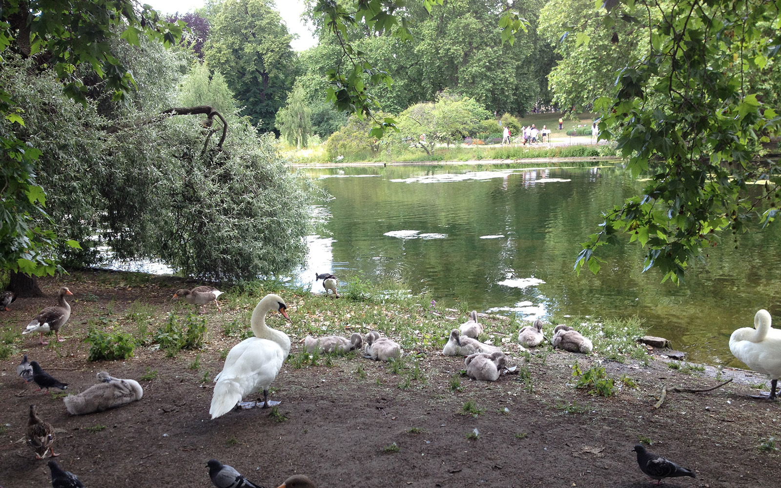 St Jame's Park, June 2015