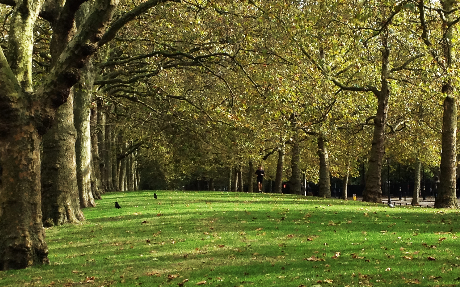 St James Park 20 October 2016 1