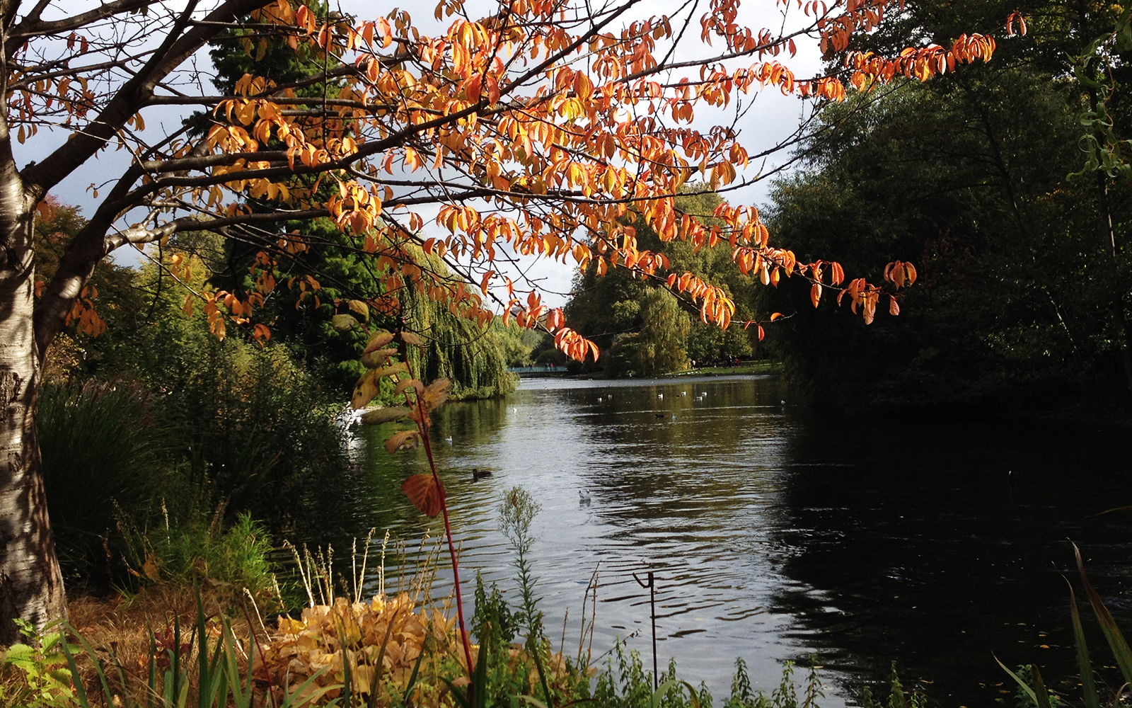 St James Park 20 October 2016 2