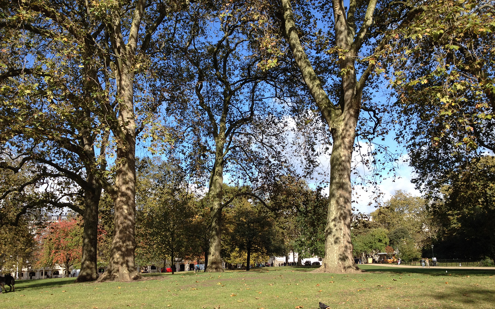St James Park 20 October 2016 6