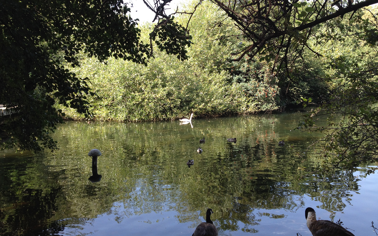 St James Park August 2016