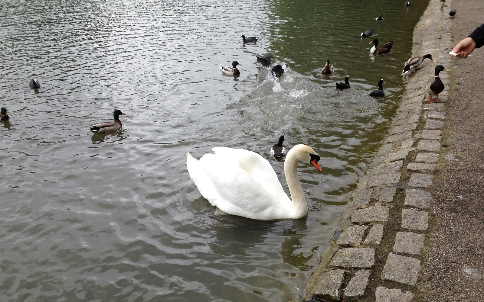Battersea Park, 25 May 2015