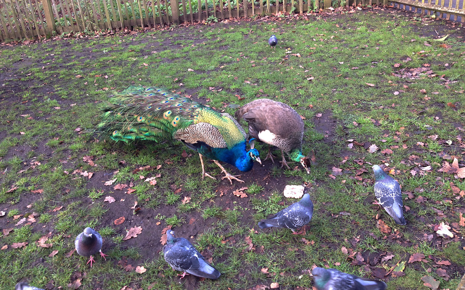 Holland Park, 10 January 2016