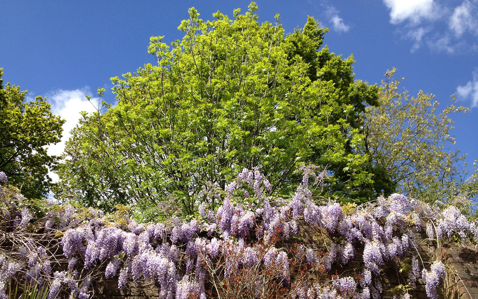 Holland Park, April 2015