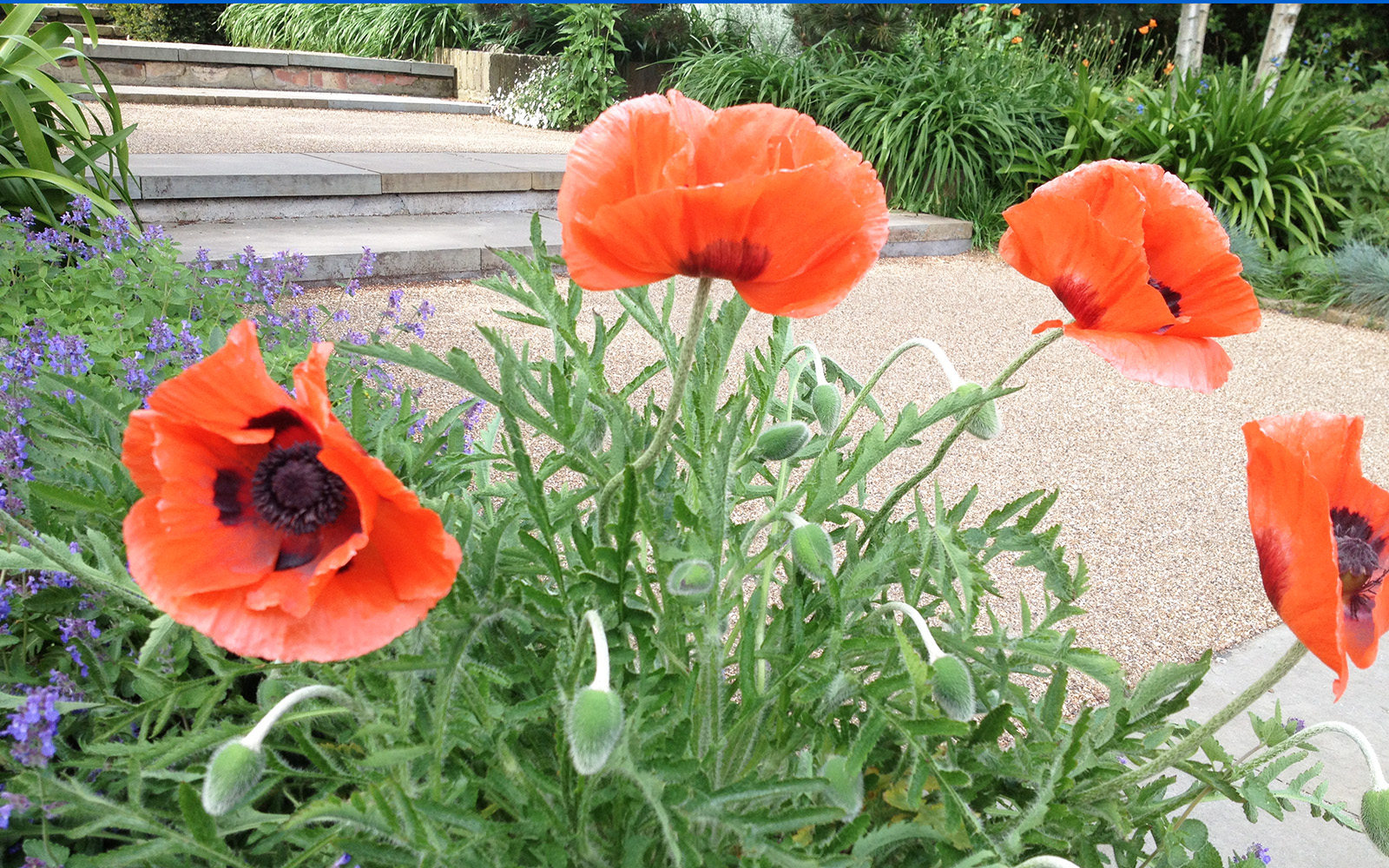 Holland Park