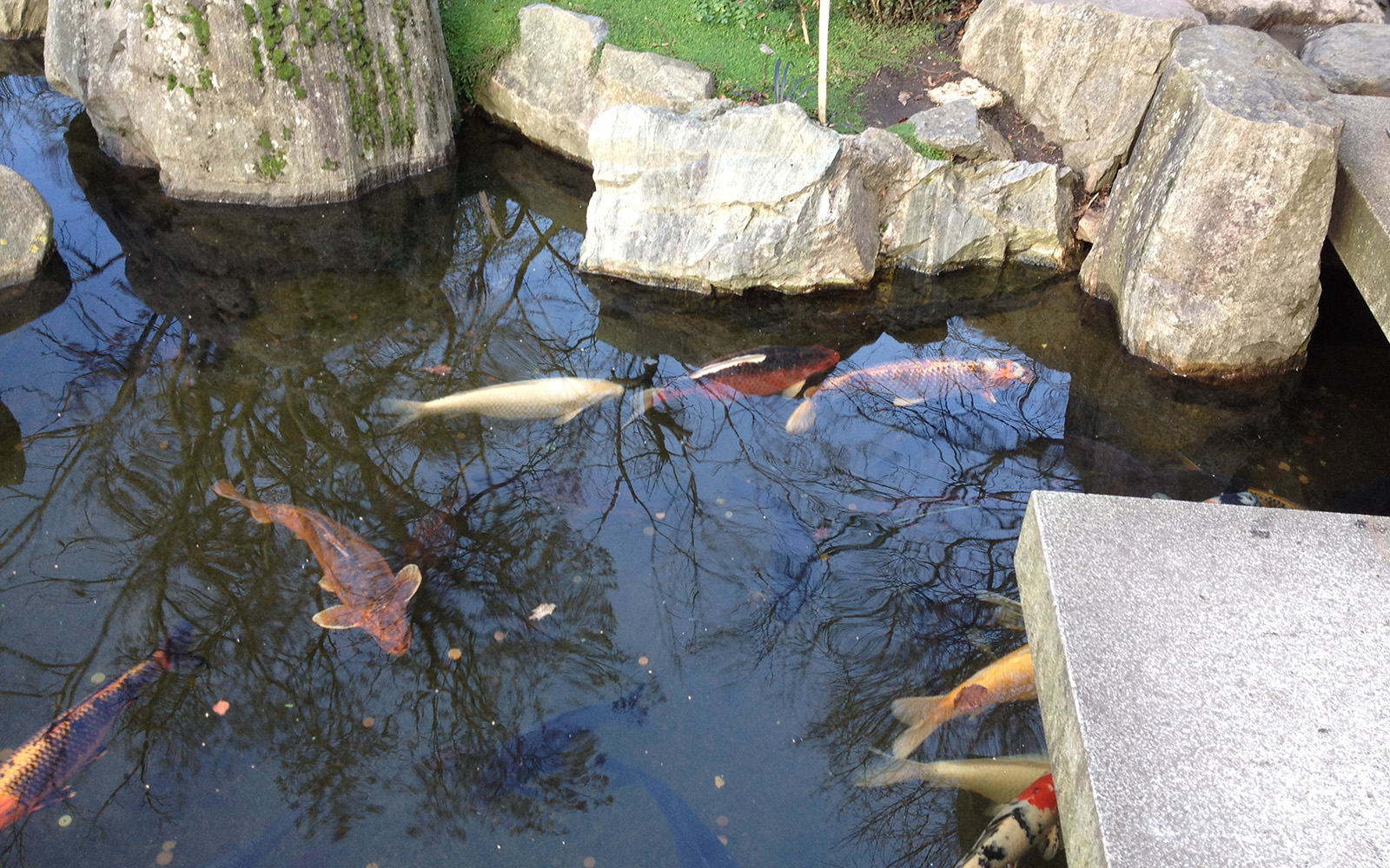 Kyoto Gardens, 10 January 2016