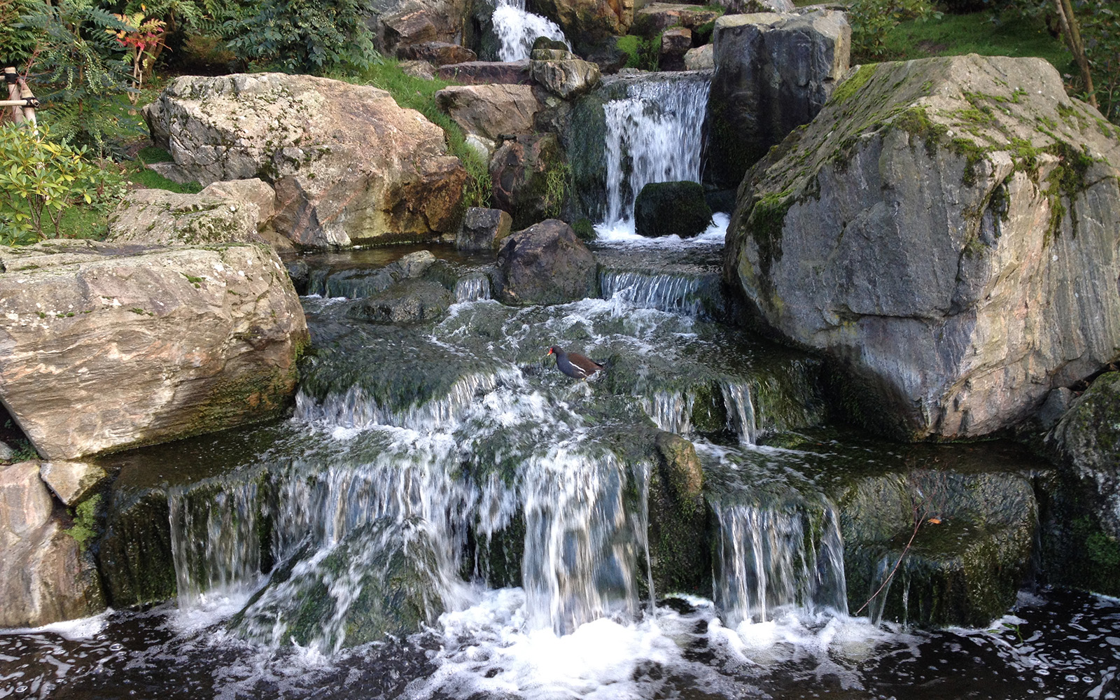 Kyoto Gardens, 10 January 2016