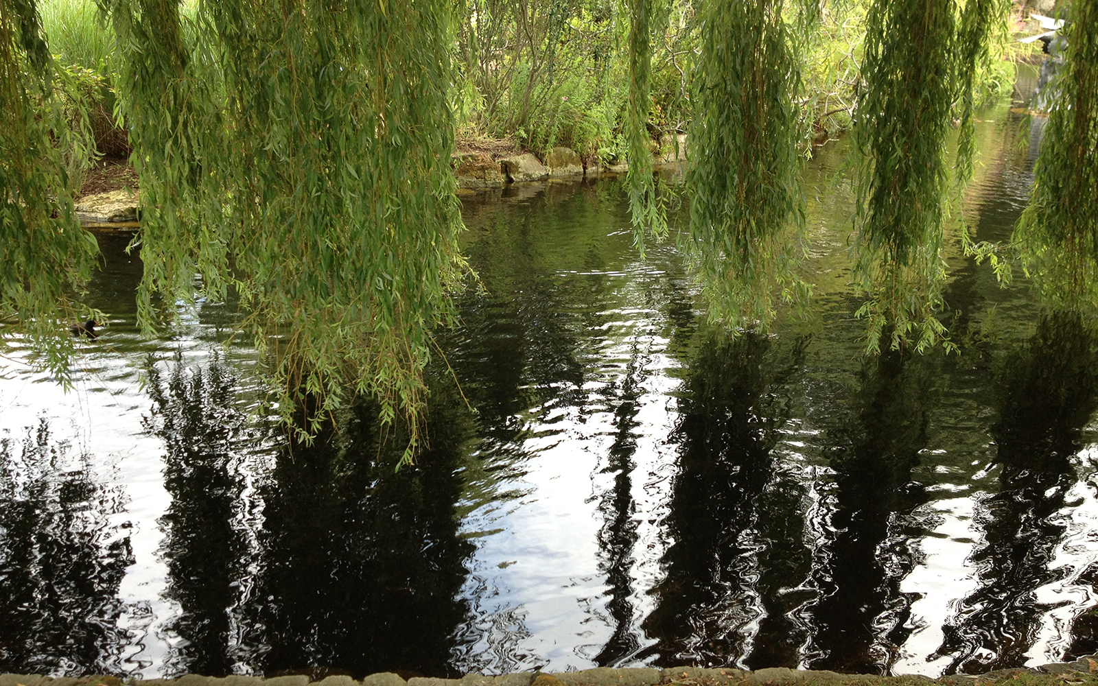 Regent's Park, 29 July 2015