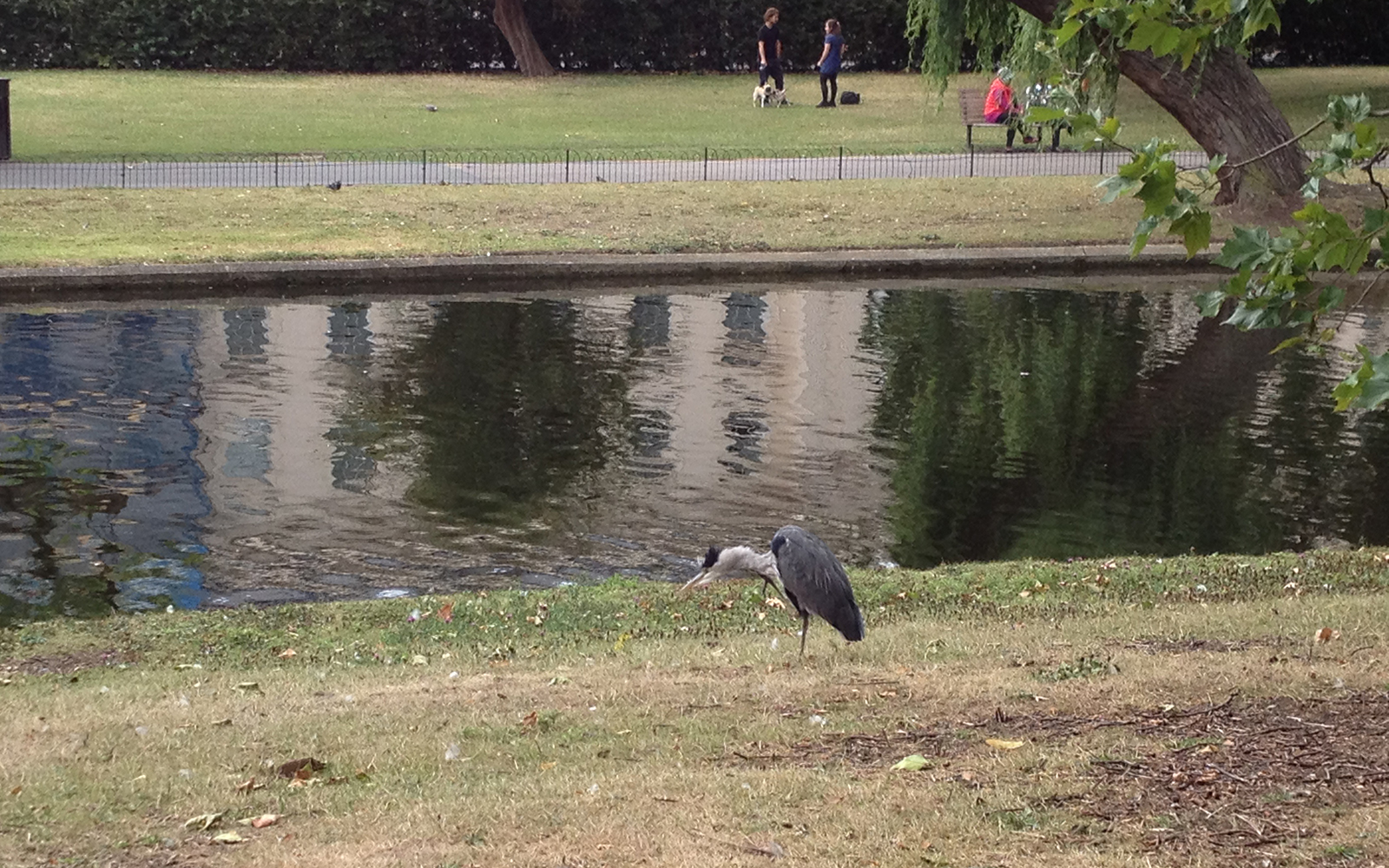 Regent's Park, 29 July 2015