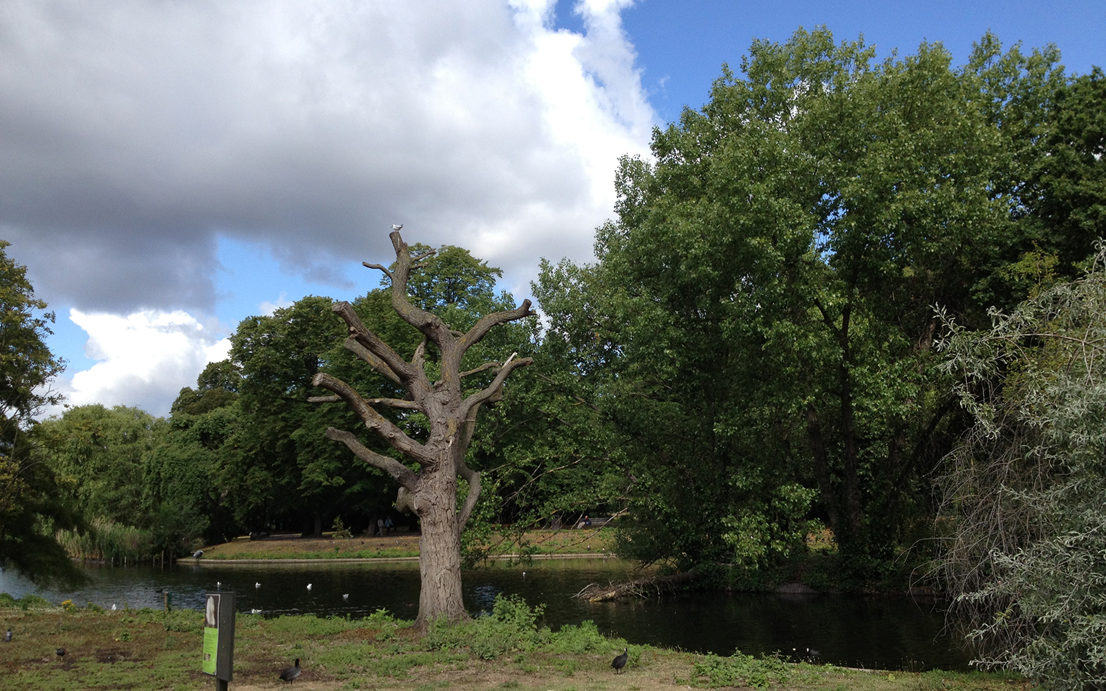 Regent's Park, 29 July 2015